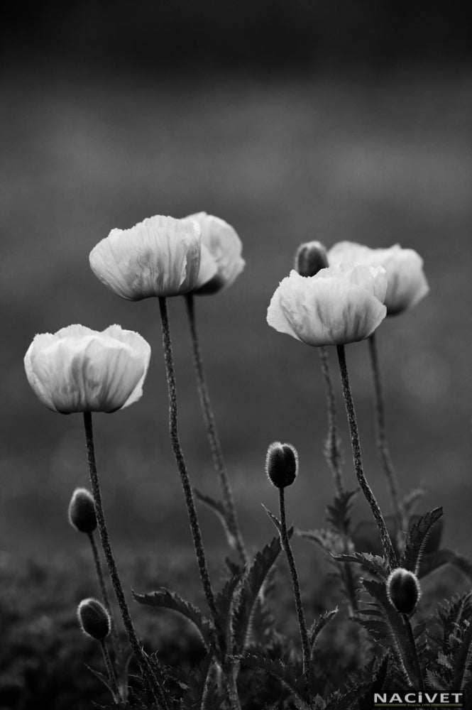 AA8611-BW100