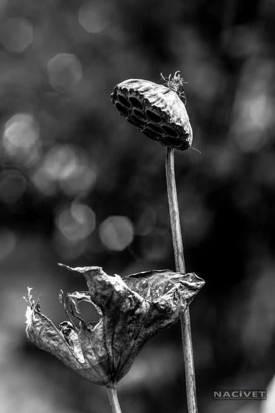 BB8682-BW1