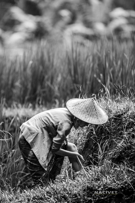 BG5738-BW452